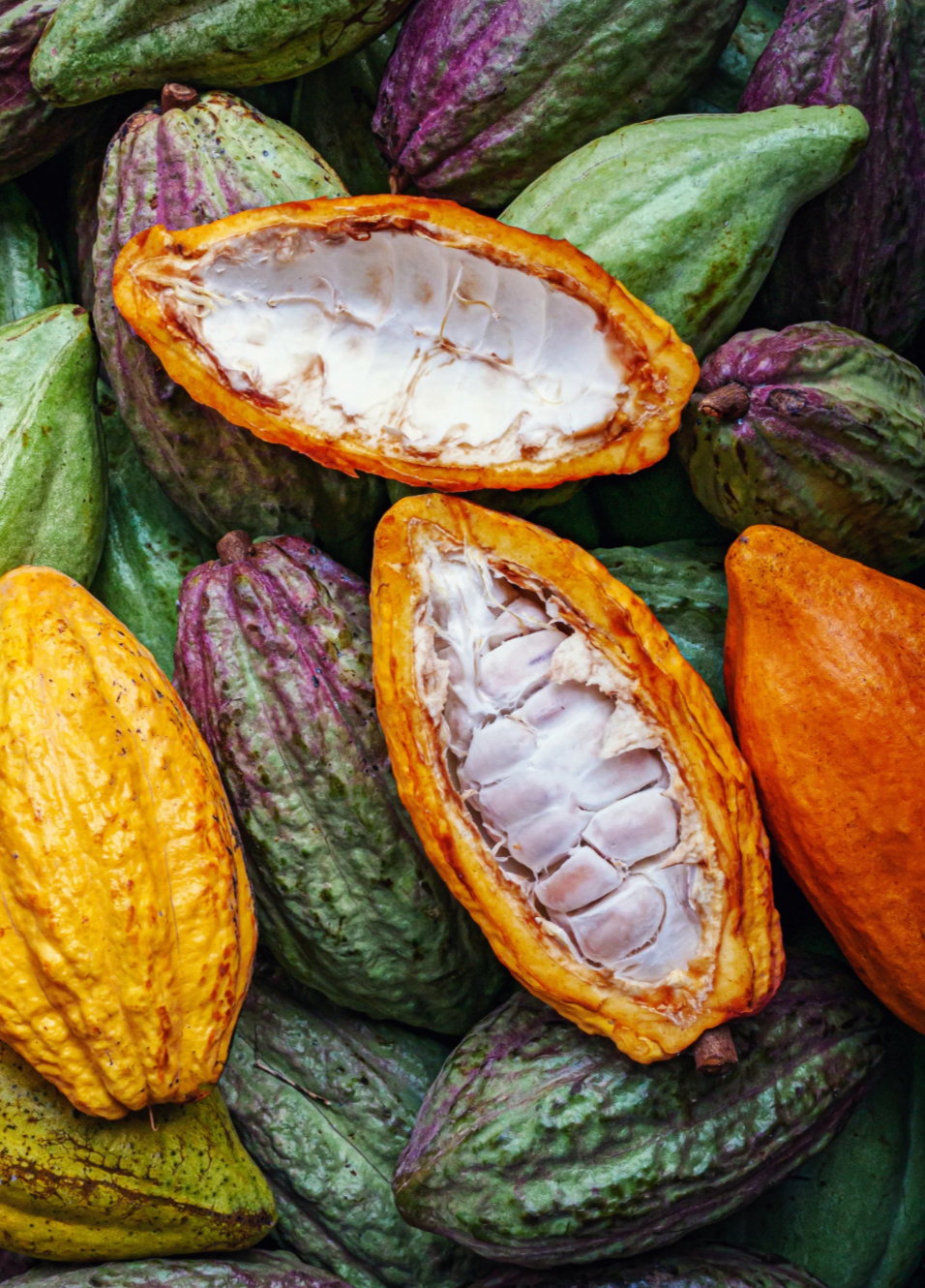 TAYRONA CEREMONIAL CACAO | Indigenous, Organic, Regenerative