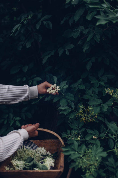 Spirit of Elder: A Herb and Medicine Making Circle