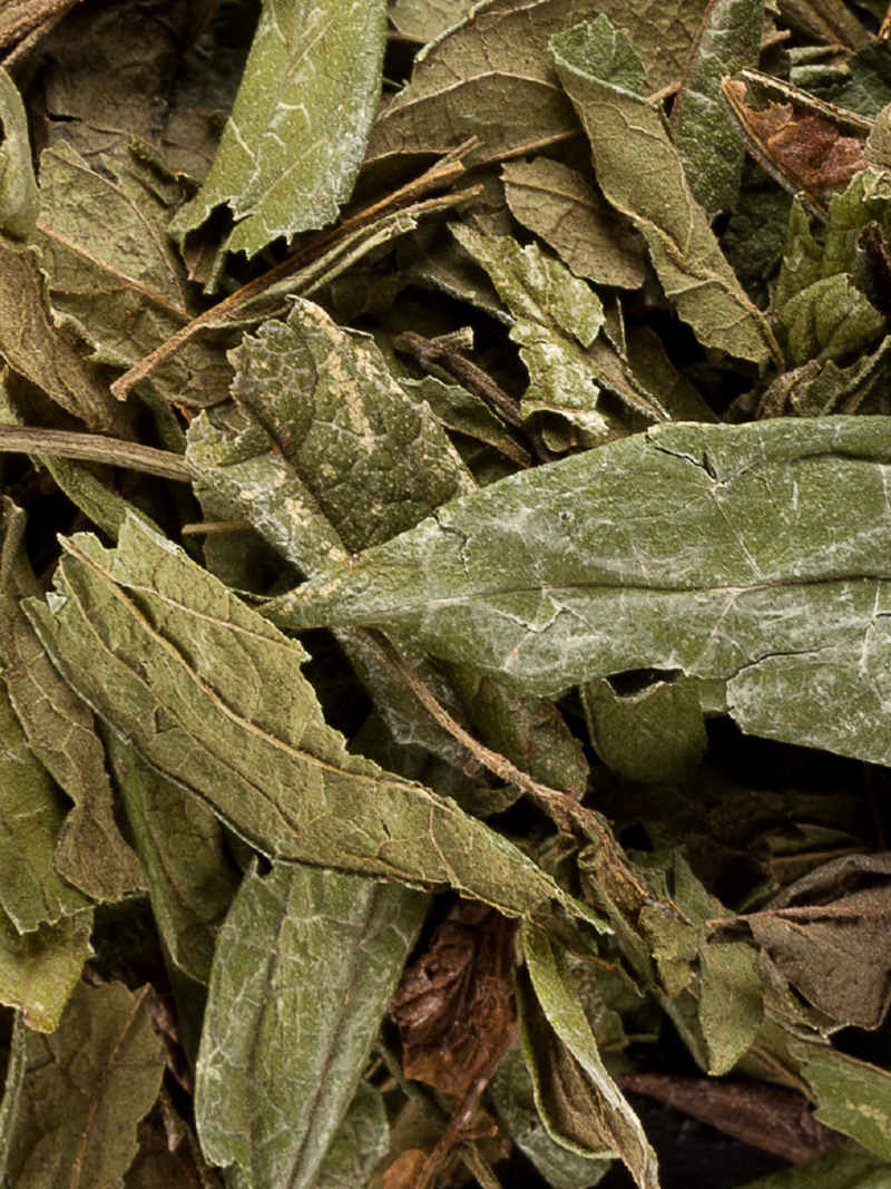 KALEA ZACATECHICHI | Oaxacan Dream Herb