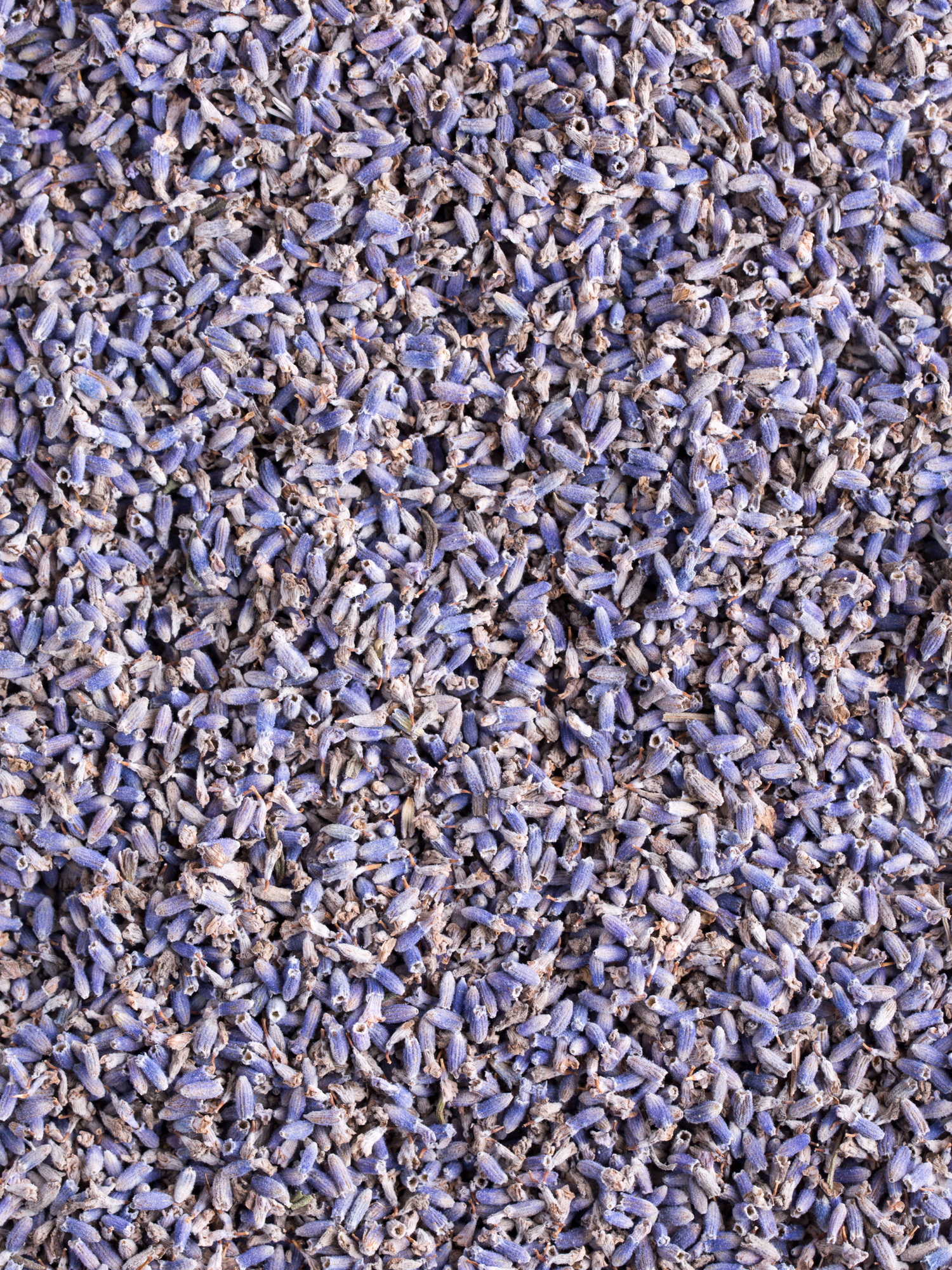 Lavender, Organic